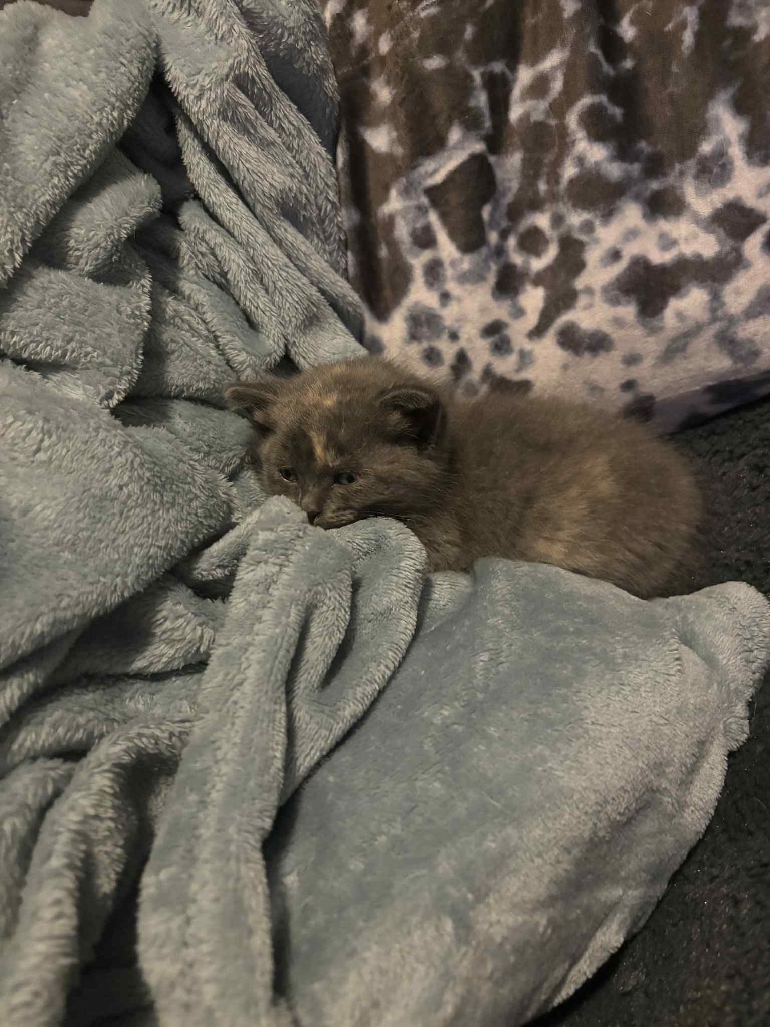 Content cat after drop-in visit