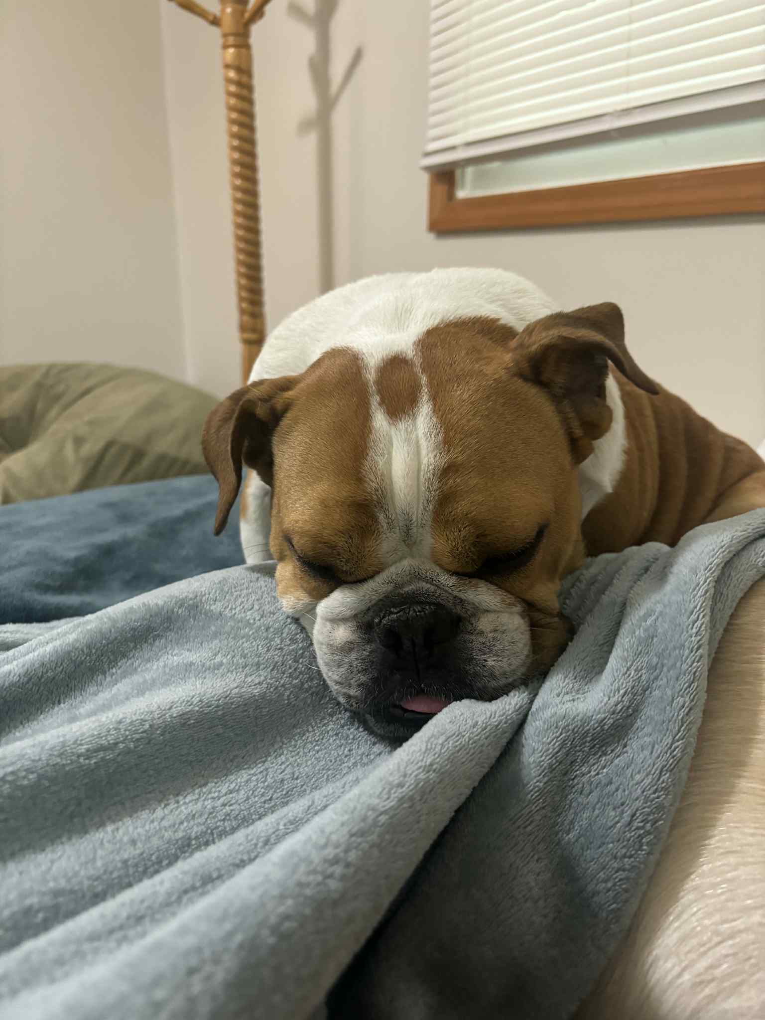 Happy dog during a visit